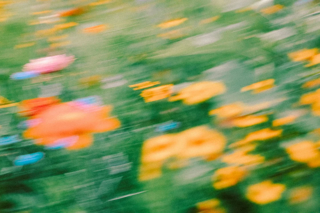Softly blurred colourful flowers against a green background
