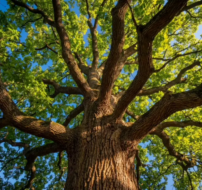 Looking up through the branches of an old oak tree